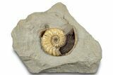 Glowing Fossil Ammonite (Asteroceras) - Dorset, England #279472-1
